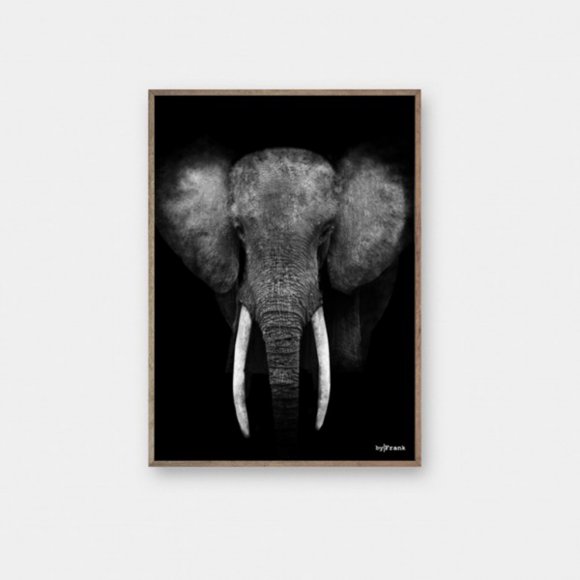 Multi brand - Elefant plakat 50x70 cm. fra ByFrank 