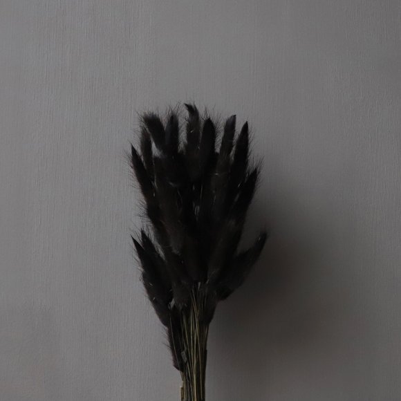 Cooee design - Lagurus flowers fra Cooee Design