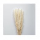 Cooee design - flowers pampas white